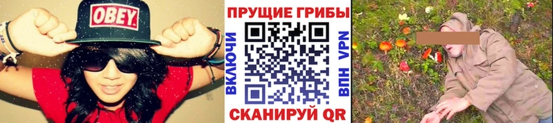 Галлюциногенные грибы Psilocybine cubensis закладка KRAKEN сайт Заречный